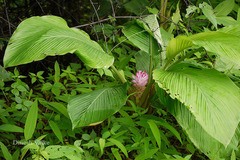 Curcuma pseudomontana